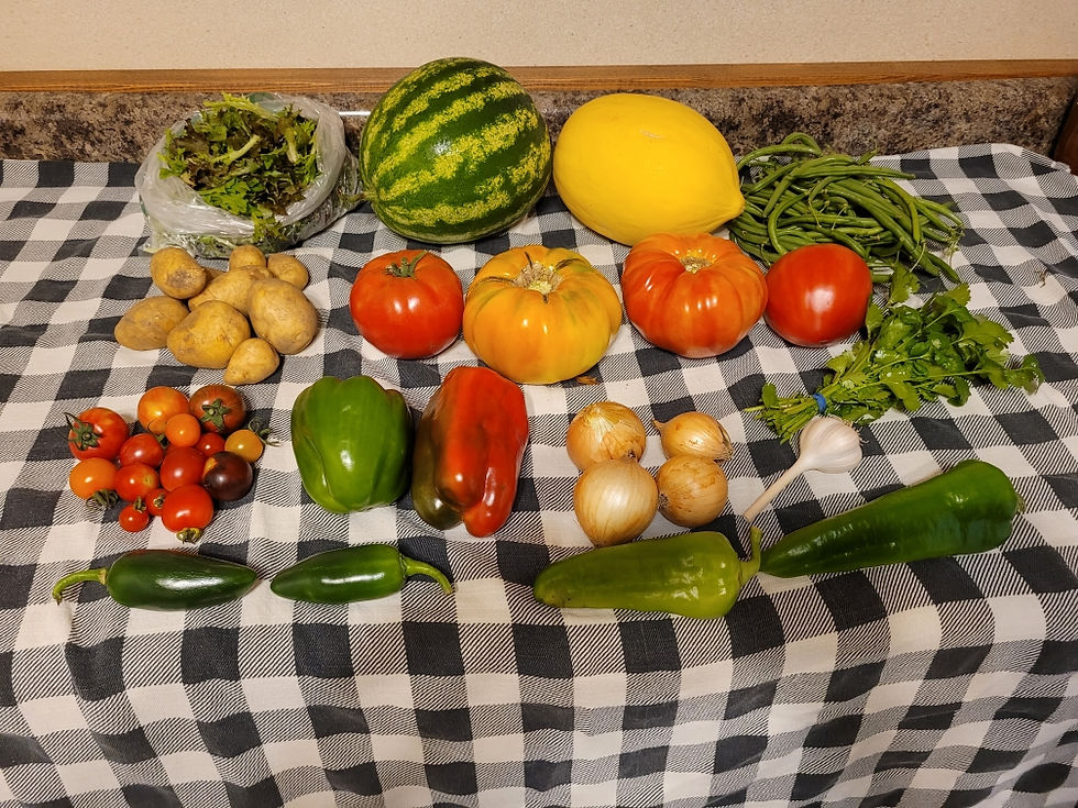 Summer Session Only CSA Membership - New Members