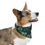 Thumbnail: Lucky Clover Pet Bandana