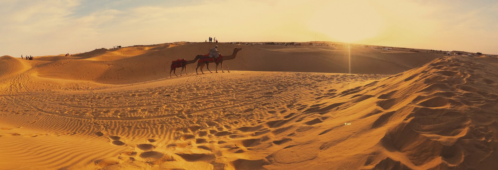 Camels crossing the Thar desert