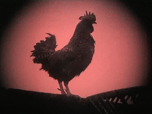 cock