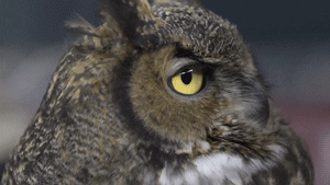 owl1