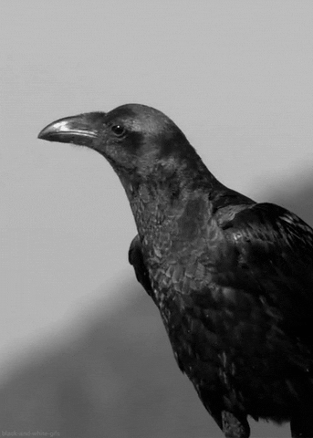 crow