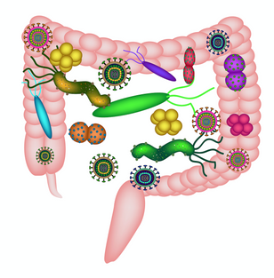 Si vous ne voulez pas grossir, choyez votre microbiote. (2ème partie)