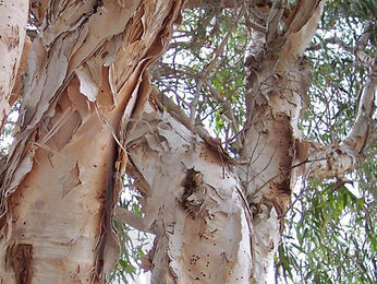 Ok, That's a Wrap... A Paperbark Wrap