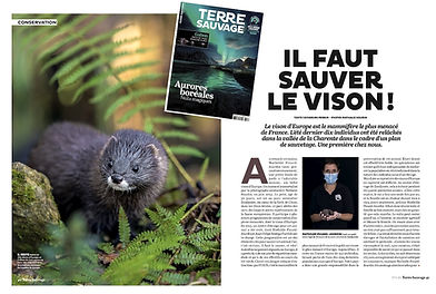 Terre sauvage Vison d'Europe.jpg