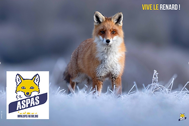 ASPAS renard.png