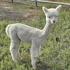 Screenshot 2025-10-11 at 3.55_edited.jpg