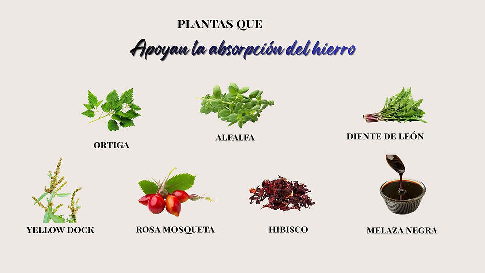 Plantas que apoyan la absorción de hierro: ortiga, alfalfa, diente de león, hibisco, rosa mosqueta y melaza negra