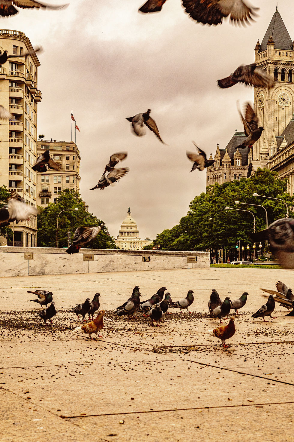 A small group of birds scattered across the grass with the U.S. Capitol building in the background—capturing a quiet, unexpected moment of nature in the heart of Washington, DC.