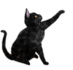 黒猫