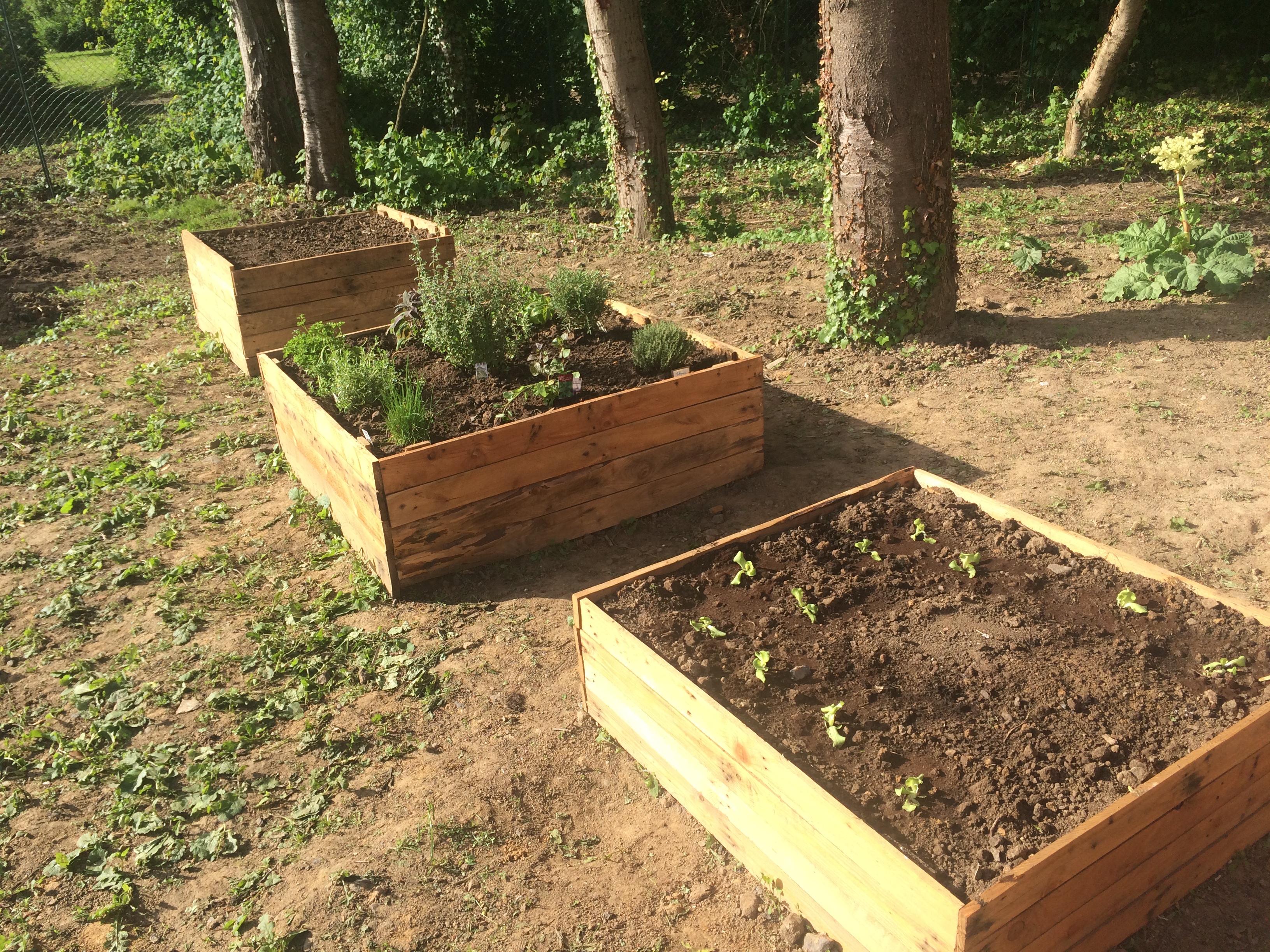 Carré potager