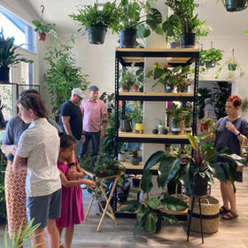 Lubbock Indoor and Houseplant Gallery | Dutch House of Plants