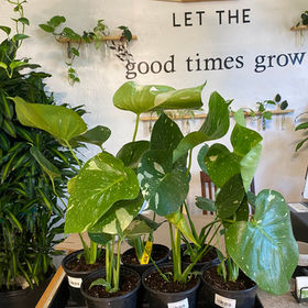 jade plant fertilizer Casa De Amor Organic Jade Plant Fertilizer, Heathier Greener and Shini