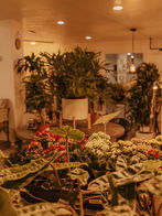 where can you buy a fiddle leaf fig tree Fiddle Leaf Fig | Ficus Lyrata main image 1