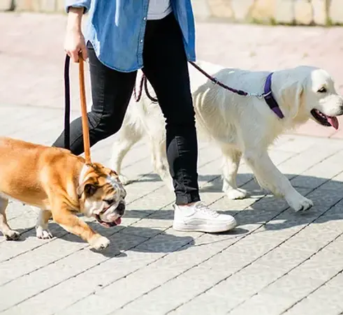 Going for a Walk .webp