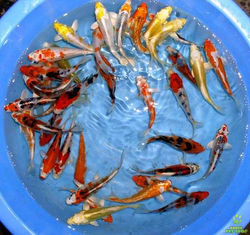 peixes-ornamentaes-para-lagos-de-jardim-32627-1310748162