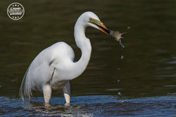 Great Egret