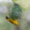 Weaver Camp Discovery.jpg