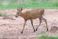 Common Duiker