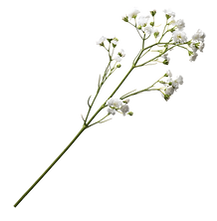 boda.png