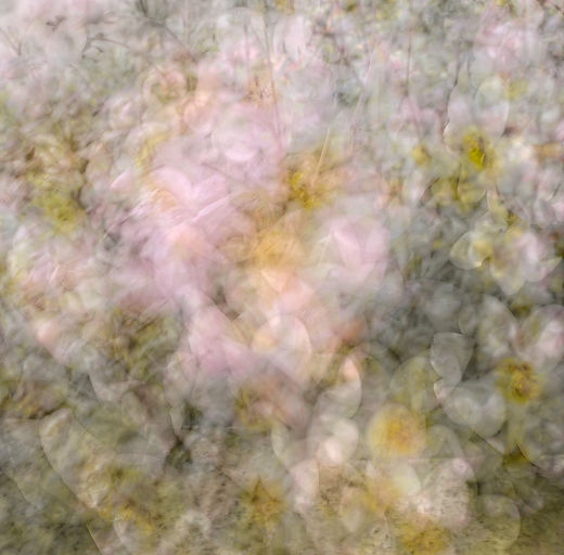 A modern abstract fine art wall art ICM photography and multiple exposure photo print capturing spring blossoms in Oslo Norway photographed by Douglas Carr taken with Fuji GFX100Sii