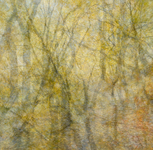 A modern abstract fine art wall art ICM photography and multiple exposure photo print capturing golden colours of autumn in Oslo Norway photographed by Douglas Carr taken with Fuji GFX100Sii