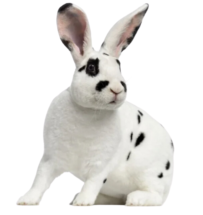 Králík Rex dalmatinský strakáč