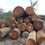 Thumbnail: Basralocus logs