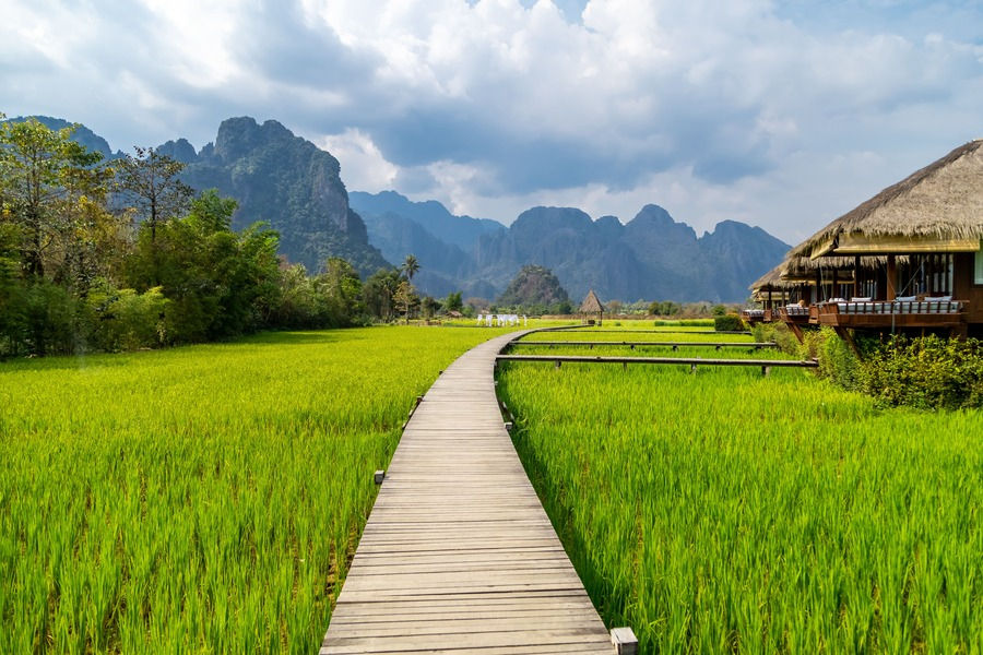 riziere-laos 1.jpeg