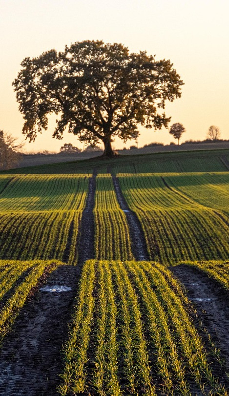 field-6745014_1280.jpg