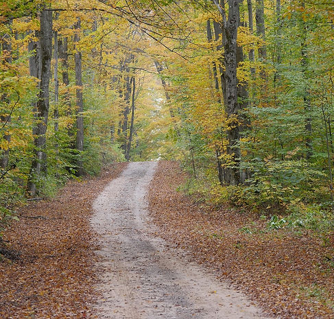 nature-3806035_1280.jpg