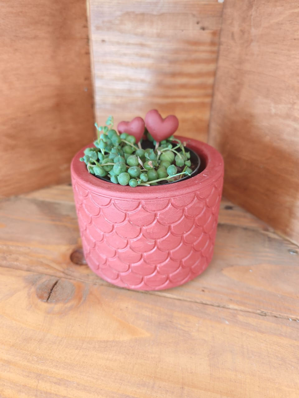 Thumbnail: Grow Pods (excl. plants & decor)