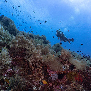 diving