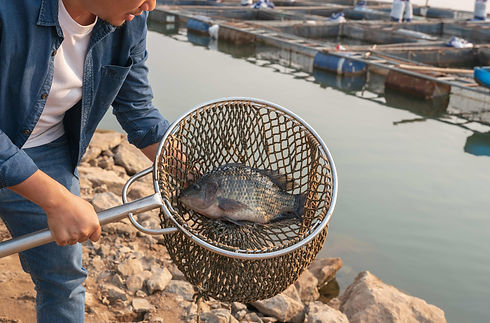 Aquaculture farmers hold quality tilapia yields in hand, guaranteeing integrity in organic