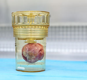 TELOS_01_Bild 29.06.20 um 17.06.jpg