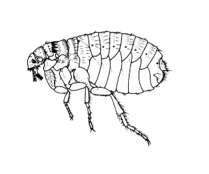 flea1b[1].gif