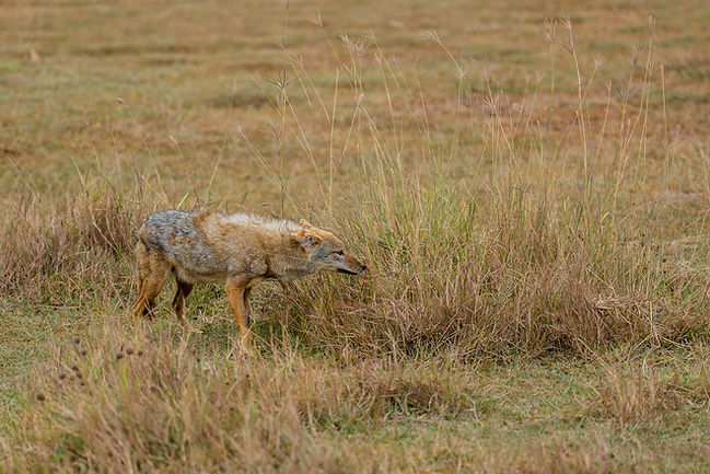 Affordable 5-Day Tanzania Safari: Shared Group Tour