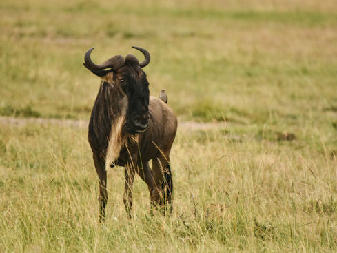 Your Essential Guide: Tanzania Visa & Entry Requirements for Tourists