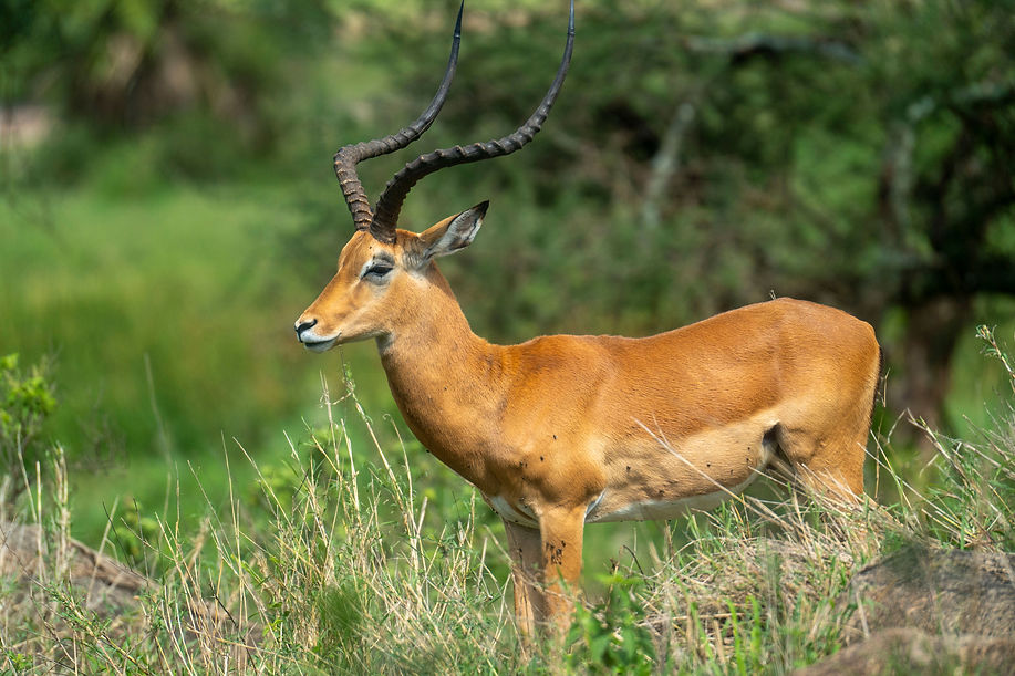 2-Day vs. 3-Day Tanzania Safari_ How to Choose Your Perfect African Adventure