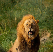 3 days Tanzania Safari tour