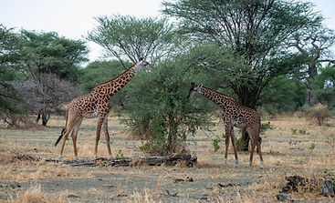 We tailor tour trip to meet your need