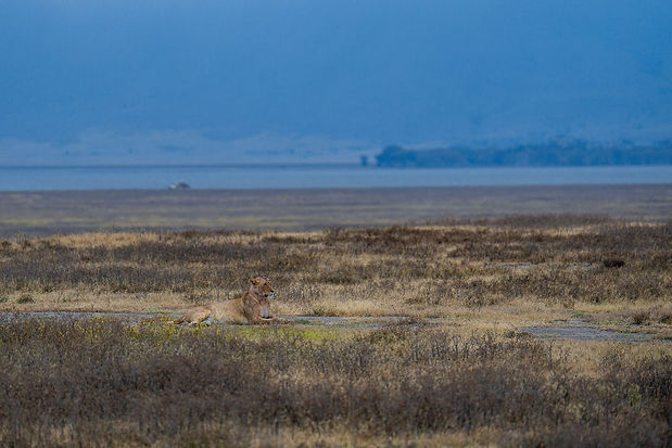 3 Day Group Shared Safari