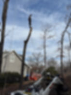 Tree climber performing tree removal service in Hixson TN