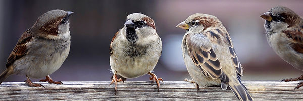 sparrows-2759978.jpg