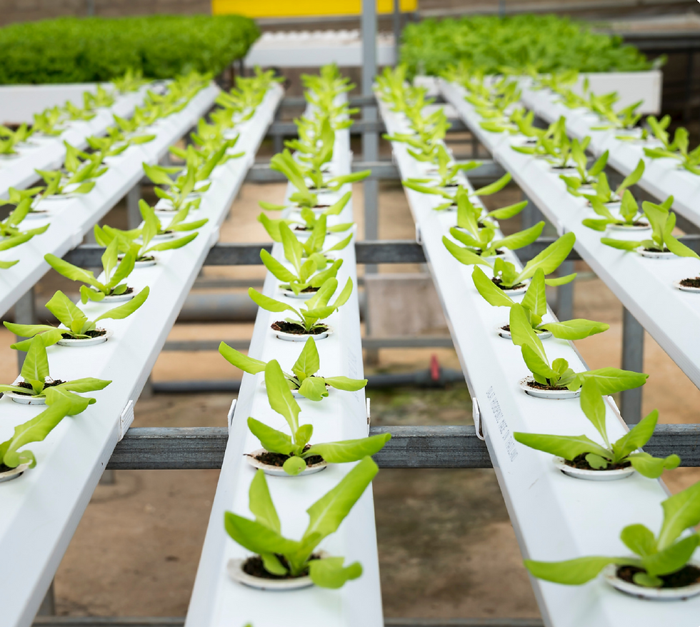 Hydroponic STEM Program Milwaukee Youth Nonprofit (1).png