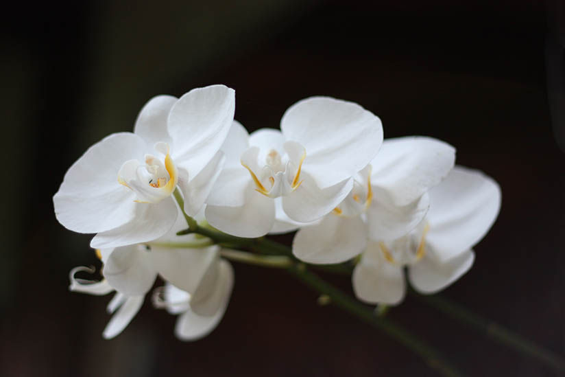Orchidée
