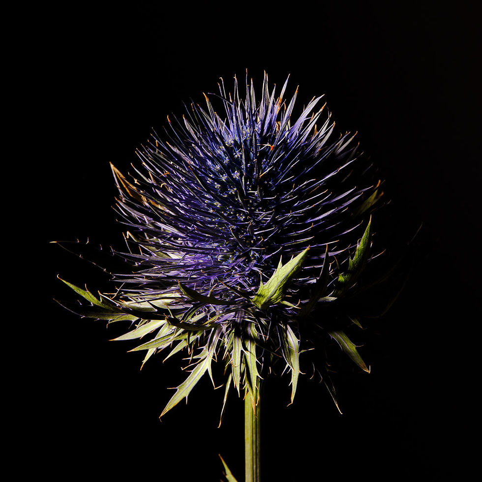 chardon marie bleuet plante