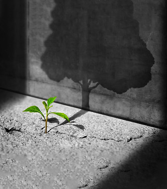 Small tree in pavement showing its reflection shadow on the wall as a big tree