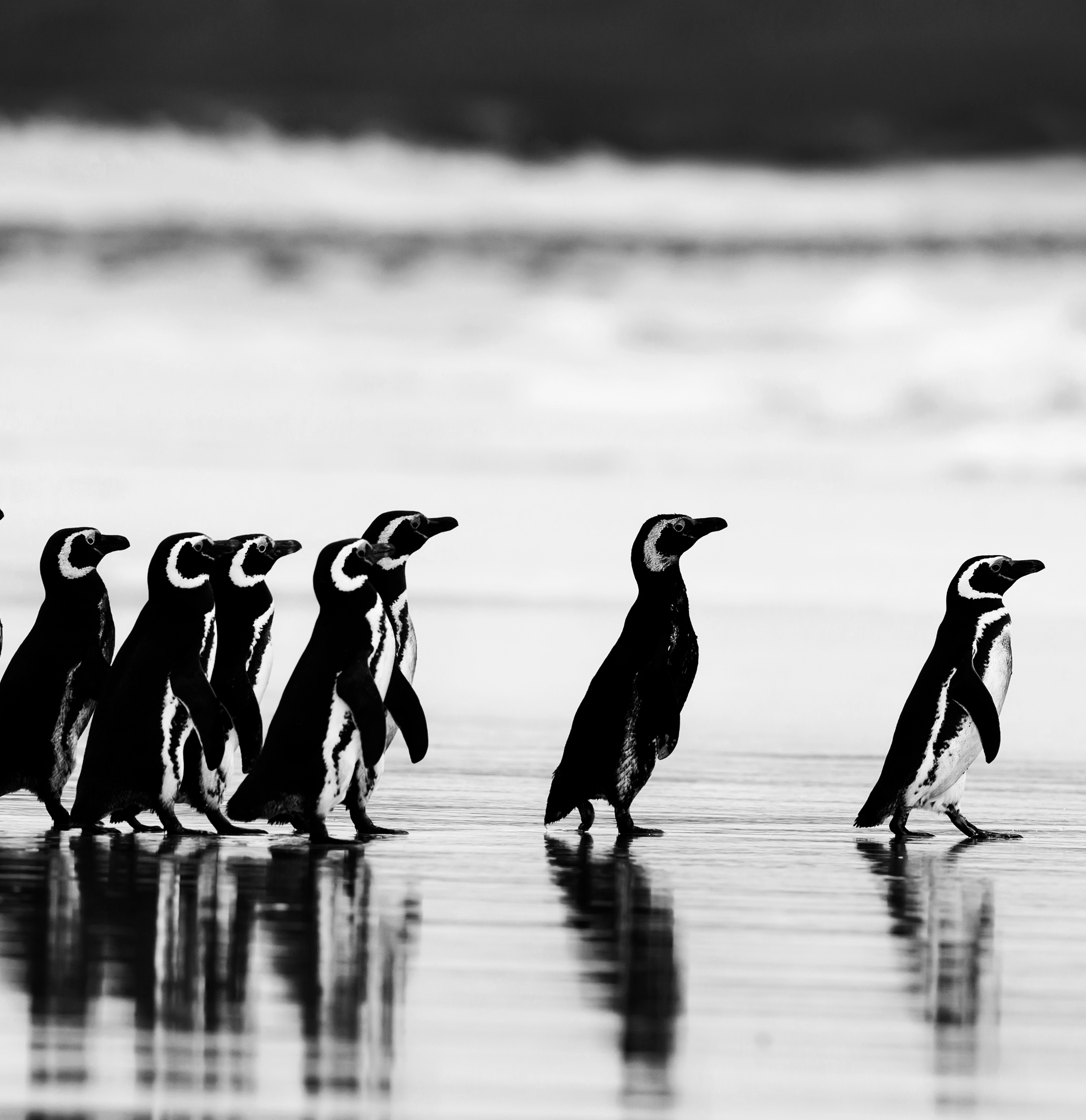 School of penguins following their head penguin on the sand which is surrounded by water
