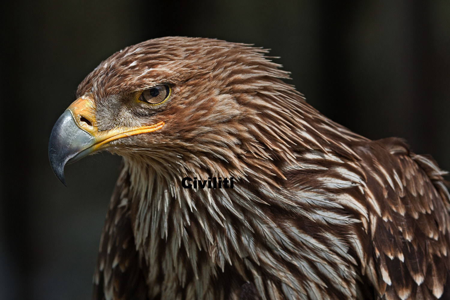 024 Golden Eagle (Aquila chrysaetos) Kazakhstan